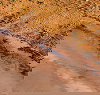 Scenic Flight Lizard Safari - Attractions