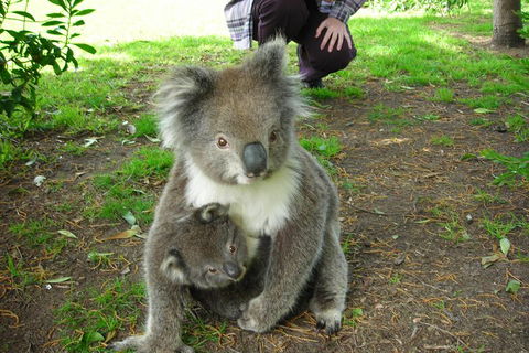 3-Day Adelaide To Melbourne Tour Including The Great Ocean Road - See Attractions 3