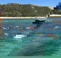 All Inclusive Dolphin and Tangalooma Wrecks Cruise - Attractions