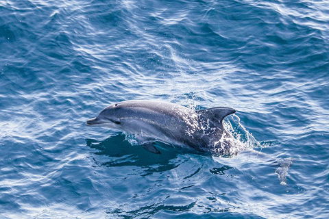 All Inclusive Dolphin And Tangalooma Wrecks Cruise - Attractions 1