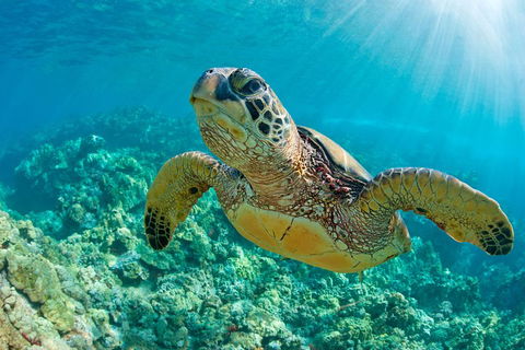 All Inclusive Dolphin And Tangalooma Wrecks Cruise - Attractions 3