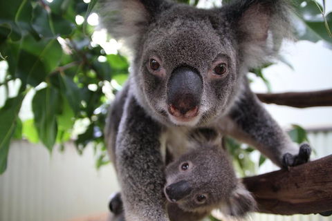 Kuranda Day Tour, TKS-RFS GRAND GOLD PLUS 0930 - Attractions 1