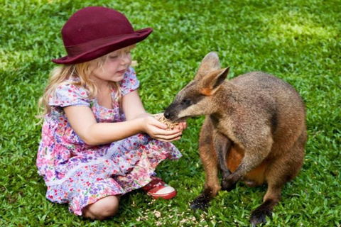 Kuranda Day Tour + HotAir Balloon Combo - Attractions 0