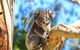 LGBT+ Friendly 2 Day Private Tour Great Ocean Road + Phillip Island - thumb 1