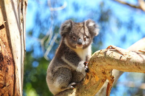 LGBT+ Friendly 2 Day Private Tour Great Ocean Road + Phillip Island - Attractions 1