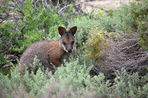 Pink Lake + Abrolhos Islands Nature Tour - Attractions 1