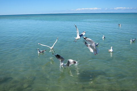 Pink Lake + Abrolhos Islands Nature Tour - Attractions 5
