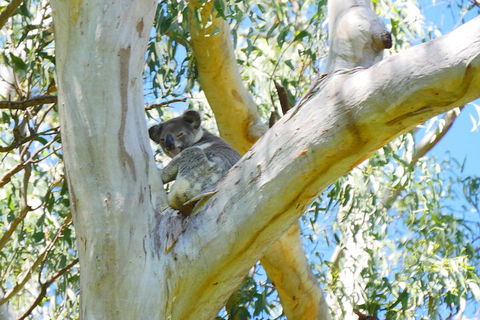 Best Of Moreton Bay Cruise - Attractions 2