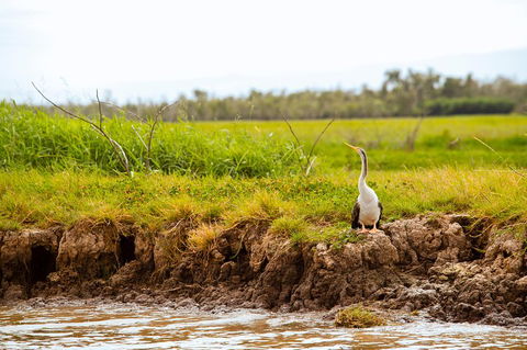 Darwin City Sights And Jumping Crocodile Cruise - Attractions 2