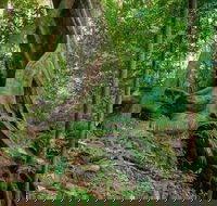 Private Daintree Mossman Gorge Exclusive Nature and Wildlife Focus - Attractions