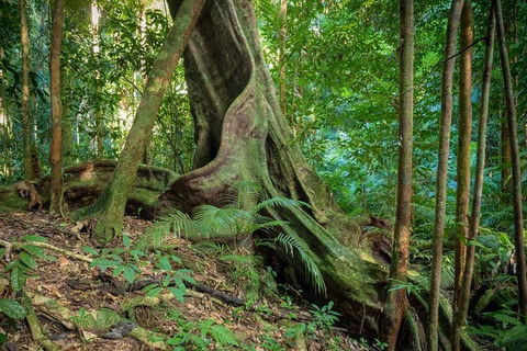 Private Daintree Mossman Gorge Exclusive Nature And Wildlife Focus - Attractions 0