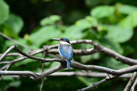 Private Daintree Mossman Gorge Exclusive Nature And Wildlife Focus - Attractions 1