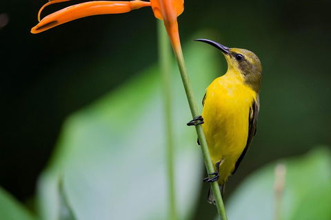 Private Daintree Mossman Gorge Exclusive Nature And Wildlife Focus - Attractions 2