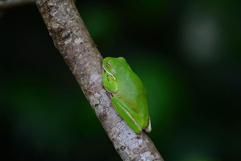 Private Daintree Mossman Gorge Exclusive Nature And Wildlife Focus - Attractions 3