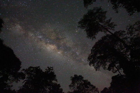 Evening Rainforest & Glow Worm Experience - Attractions 4