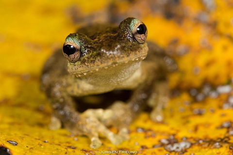 Daintree And Cape Tribulation Full Day Guided Tour - Attractions 0