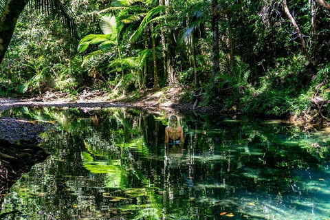 Daintree And Cape Tribulation Full Day Guided Tour - Attractions 1
