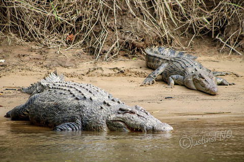 Daintree And Cape Tribulation Full Day Guided Tour - Attractions 3