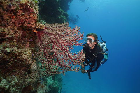 Silversonic Outer Great Barrier Reef Dive And Snorkel Cruise From Port Douglas - Attractions 0
