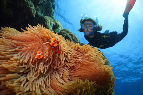 Silversonic Outer Great Barrier Reef Dive And Snorkel Cruise From Port Douglas - Attractions 3