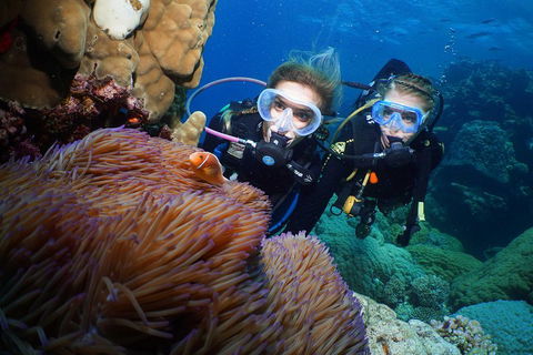 Quicksilver Dive 4 Day PADI Learn To Dive Course - Attractions 4