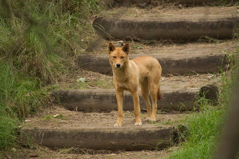 Blue Mountains Small-Group Insider Tour From Sydney - Attractions 3