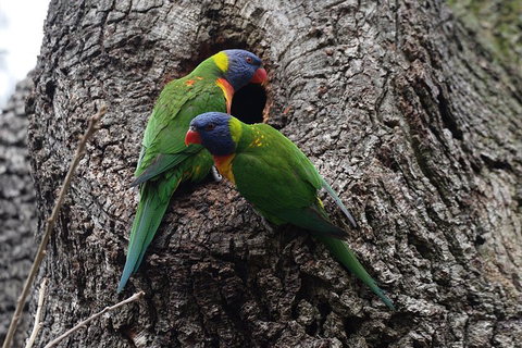 Private Blue Mountains Insider Tour From Sydney - See Attractions 3