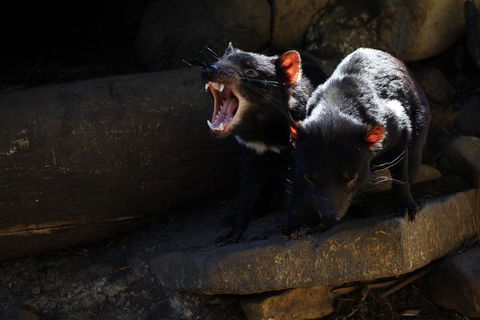 3-Day Tasmania Combo: Hobart To Launceston Active Tour - Attractions 4