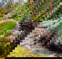 Cradle Mountain National Park Day Tour from Launceston - Attractions