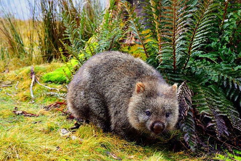 Cradle Mountain National Park Day Tour From Launceston - Attractions 0