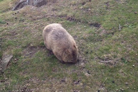 Hobart Minibus Full-Day Private Tour - Attractions 3