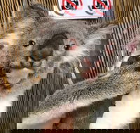 Kuranda Tour Deluxe Course with Kuranda 3 Zoos or Free Course - Attractions