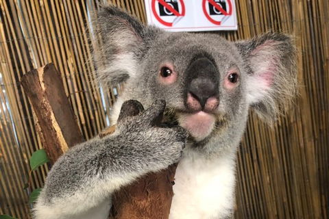 Kuranda Tour Deluxe Course With Kuranda 3 Zoos Or Free Course - Attractions 0