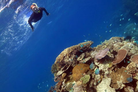 Silverswift Outer Great Barrier Reef Dive And Snorkel Cruise From Cairns - Attractions 3