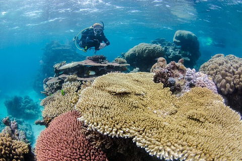 Silverswift Outer Great Barrier Reef Dive And Snorkel Cruise From Cairns - Attractions 5