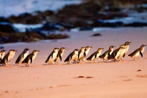 Half-Day Or Full-Day Tour With Private Guide From Melbourne - Attractions 5