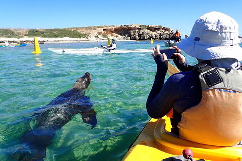 Penguin And Seal Islands Sea Kayaking Experience - Attractions 2
