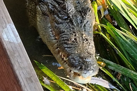 Litchfield Park Adventures And Jumping Crocodile Cruise + Butterfly Farm - Attractions 1