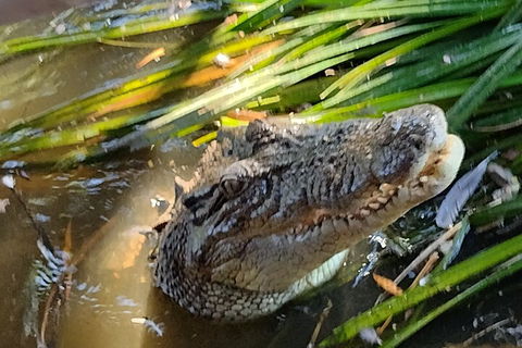 Litchfield Park Adventures And Jumping Crocodile Cruise + Butterfly Farm - Attractions 4