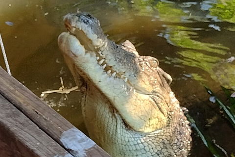 Litchfield Park Adventures And Jumping Crocodile Cruise + Butterfly Farm - Attractions 5