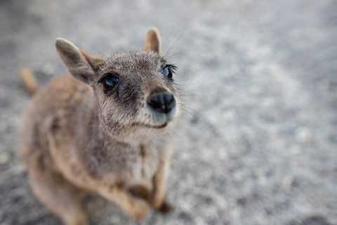 Chillagoe Caves And Outback Day Trip From Cairns - Attractions 2