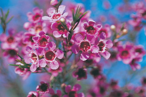 Best Of Perth Wildflower Season Day Trip - Attractions 1