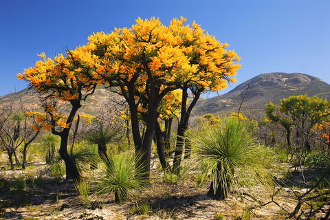 Best Of Perth Wildflower Season Day Trip - Attractions 3