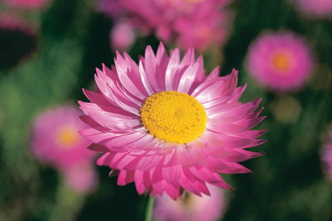 Best Of Perth Wildflower Season Day Trip - Attractions 5