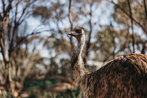 Wave Rock, York, Wildflowers, And Aboriginal Cultural Day Tour From Perth - Attractions 4
