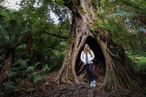 Great Ocean Road Small-Group Ecotour From Melbourne - Attractions 4