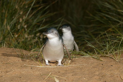 Phillip Island Penguin, Brighton Beach, Moonlit Sanctuary From Melbourne - Attractions 2