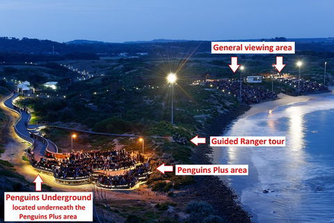 Phillip Island Penguin, Brighton Beach, Moonlit Sanctuary From Melbourne - Attractions 4