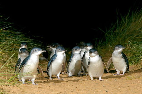 Phillip Island Penguin, Brighton Beach, Moonlit Sanctuary From Melbourne - Attractions 5
