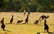Grampians National Park Small-Group Eco Tour From Melbourne - thumb 4